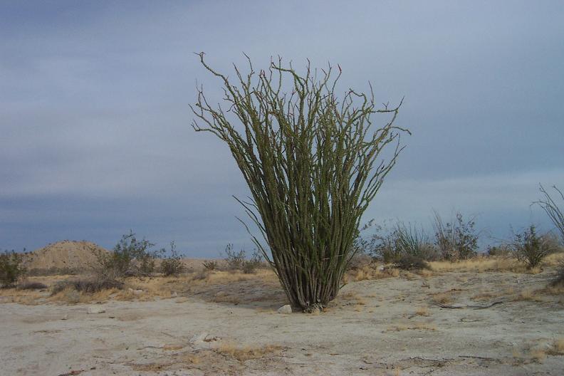 An ocotillo plant in the desert, there is life!