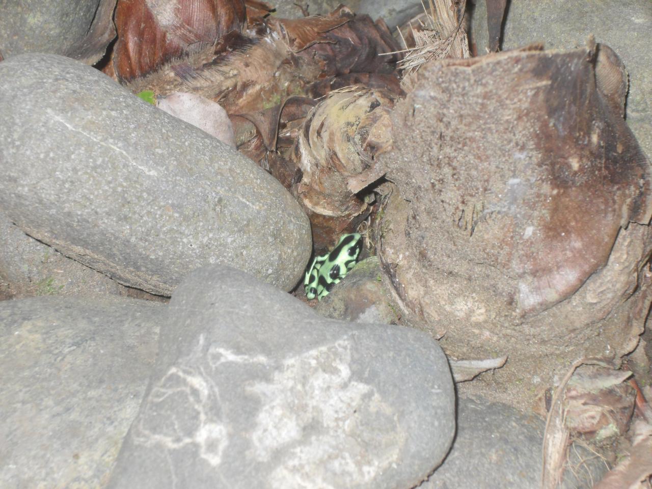 Black and green poison dart frog