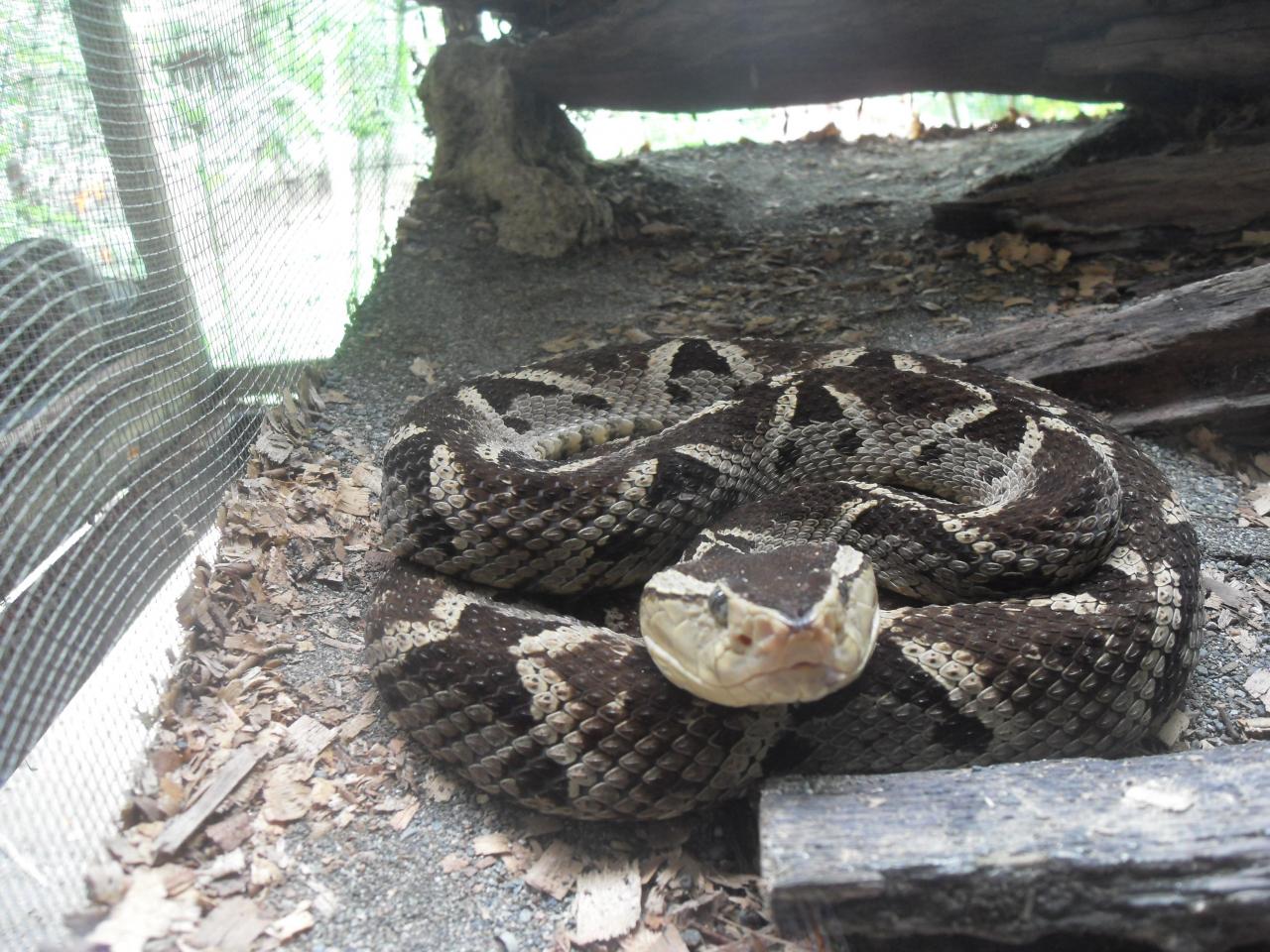 Fer-de-lance snake at Jaguar Rescue Center