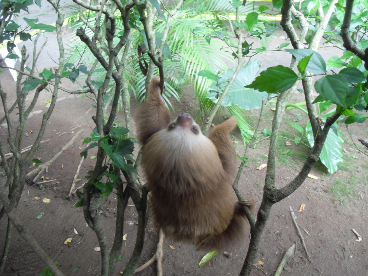 Sloth at Jaguar Rescue Center, Puerto Viejo