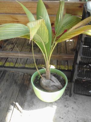 Pretty cool to see a baby coconut tree height=